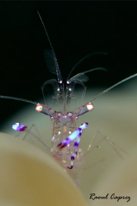 Periclimenes sp. by Raoul Caprez 